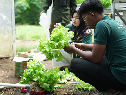 Harvesting lettuce for the first time Phot